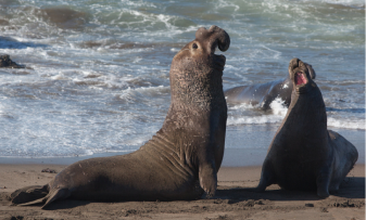 Read our blog article: Elephant Seal Watching at Año Nuevo State Park: The Ultimate Guide