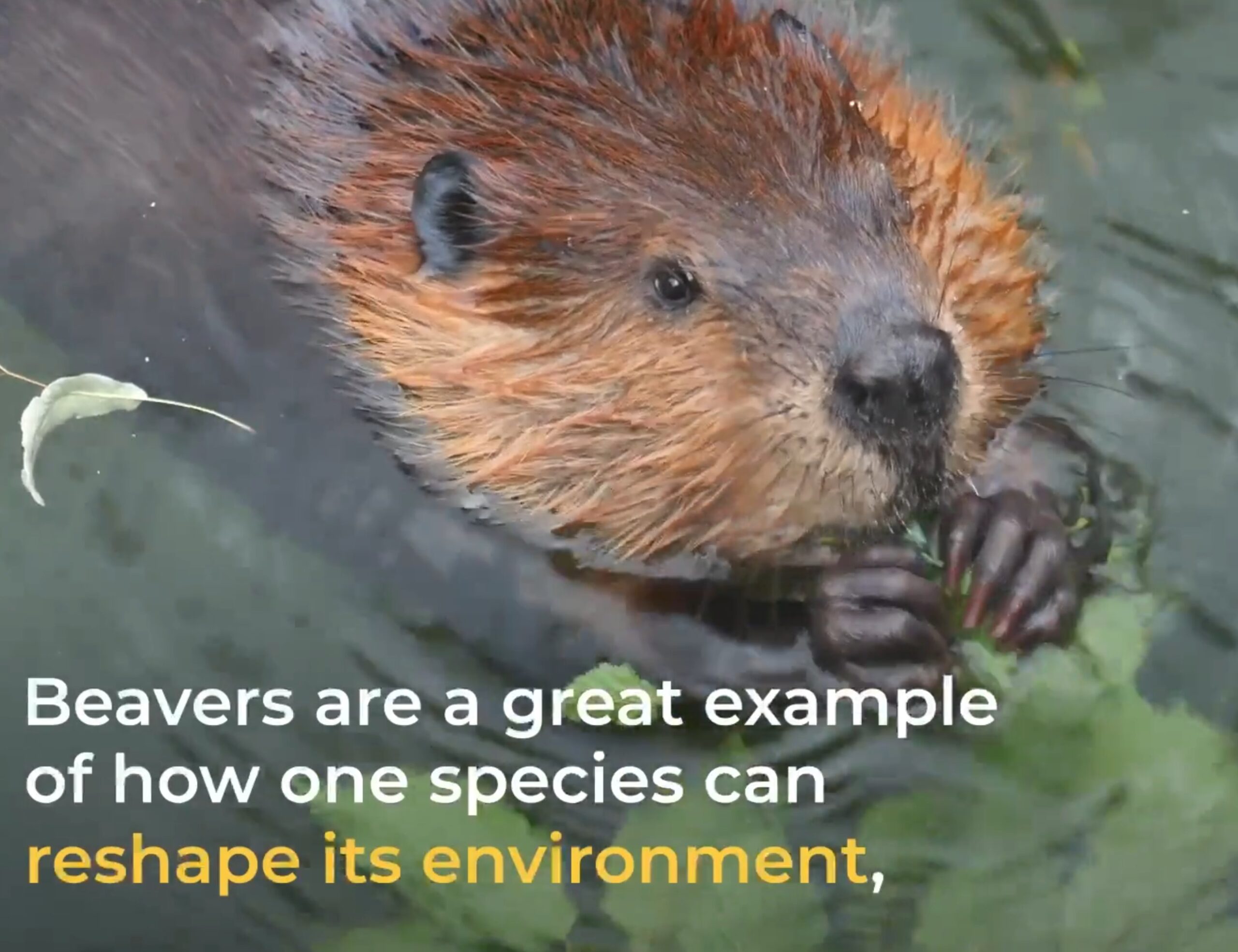 Watch a video describing how Beavers are a keystone species.