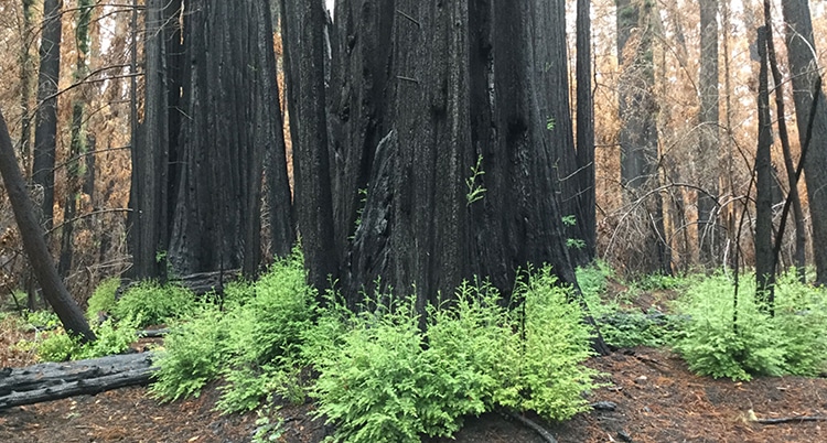 Image of redwood saplings emerging within months of the fire.