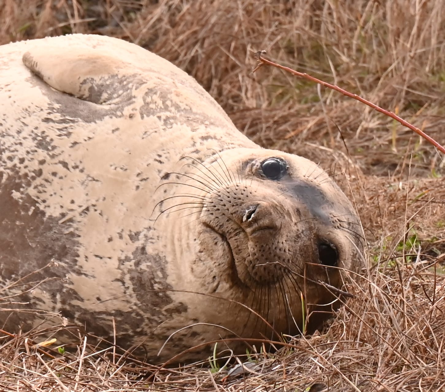 A cute Elephant Seal pup staring right at the camera.