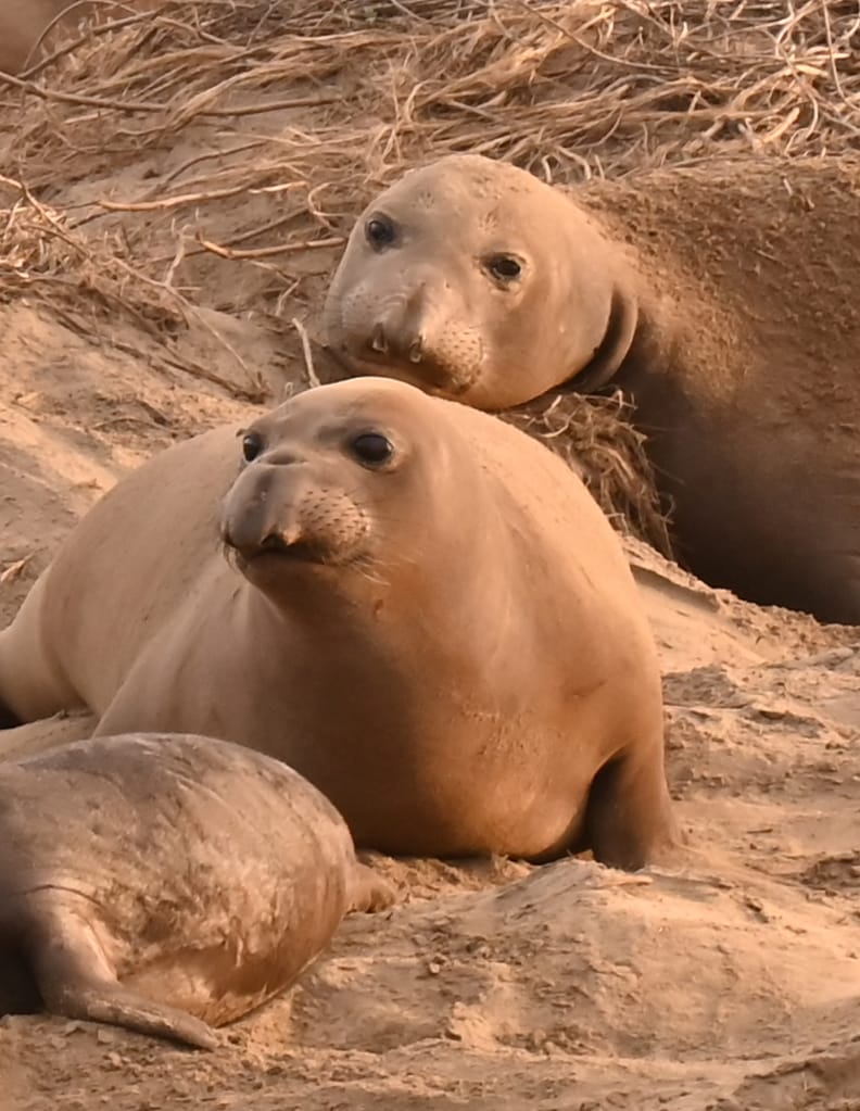 Juvenile Northern Elephant Seals in the golden light of sunset