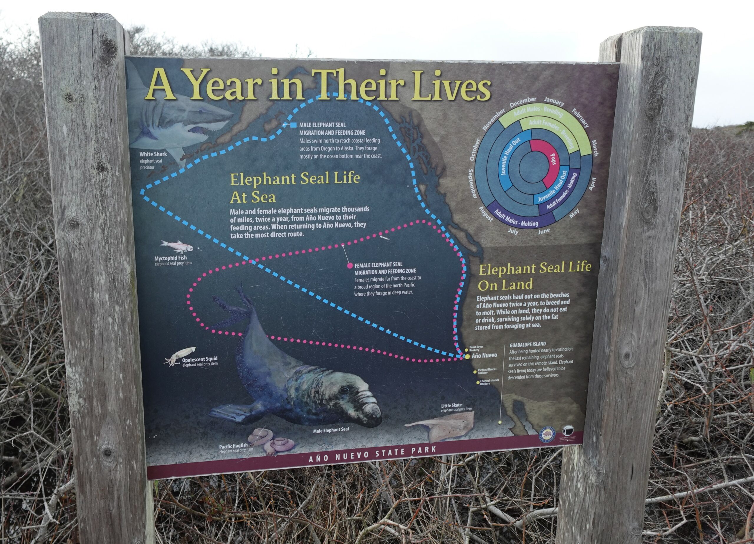 A sign illustrating the life cycle of Northern Elephant Seals