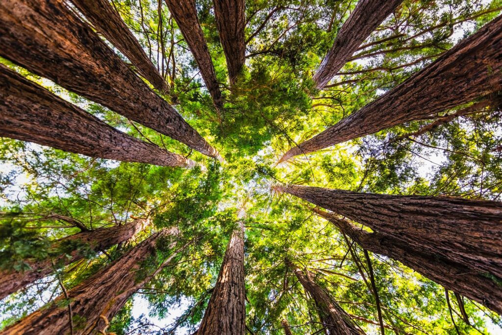 Read our blog article: Redwoods at Big Basin State Park: A tale of regeneration after the CZU Fire